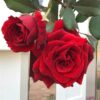 hoa hồng hải phòng