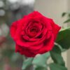 hoa hồng màu đỏ