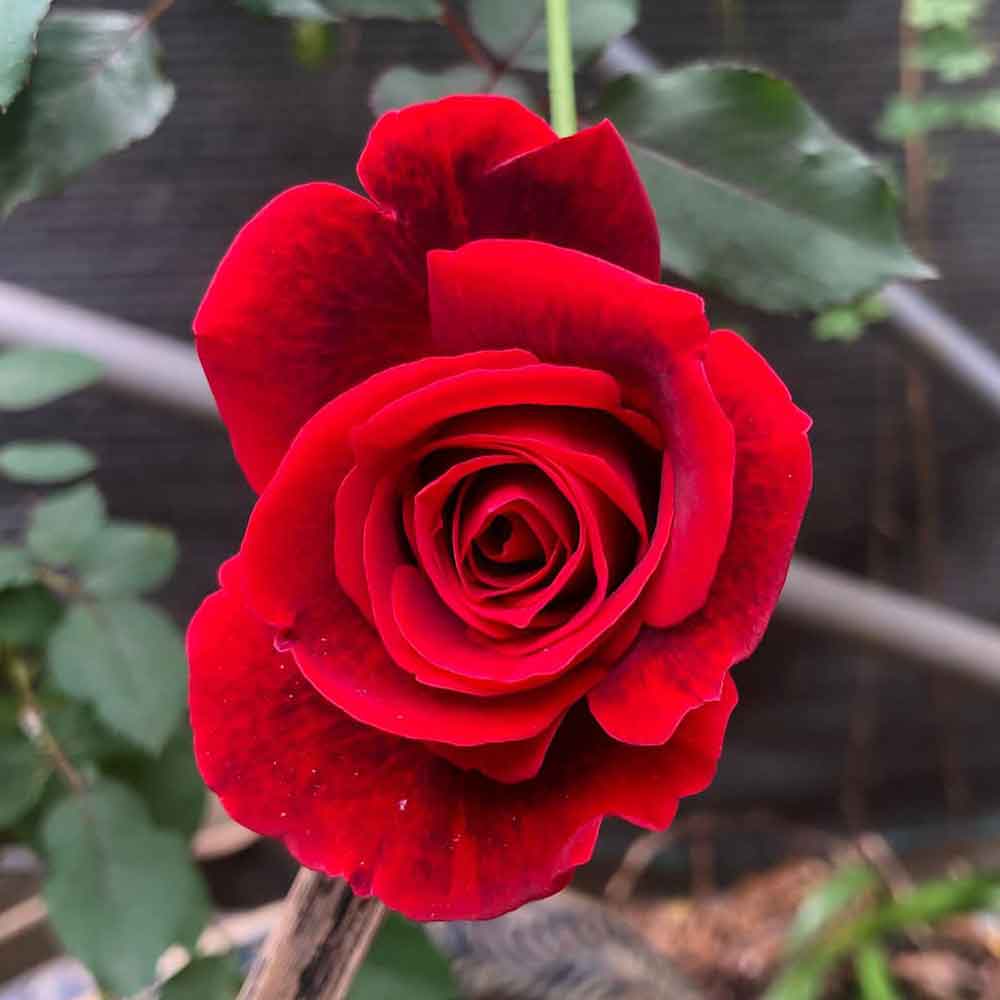 hoa hồng màu đỏ nhung