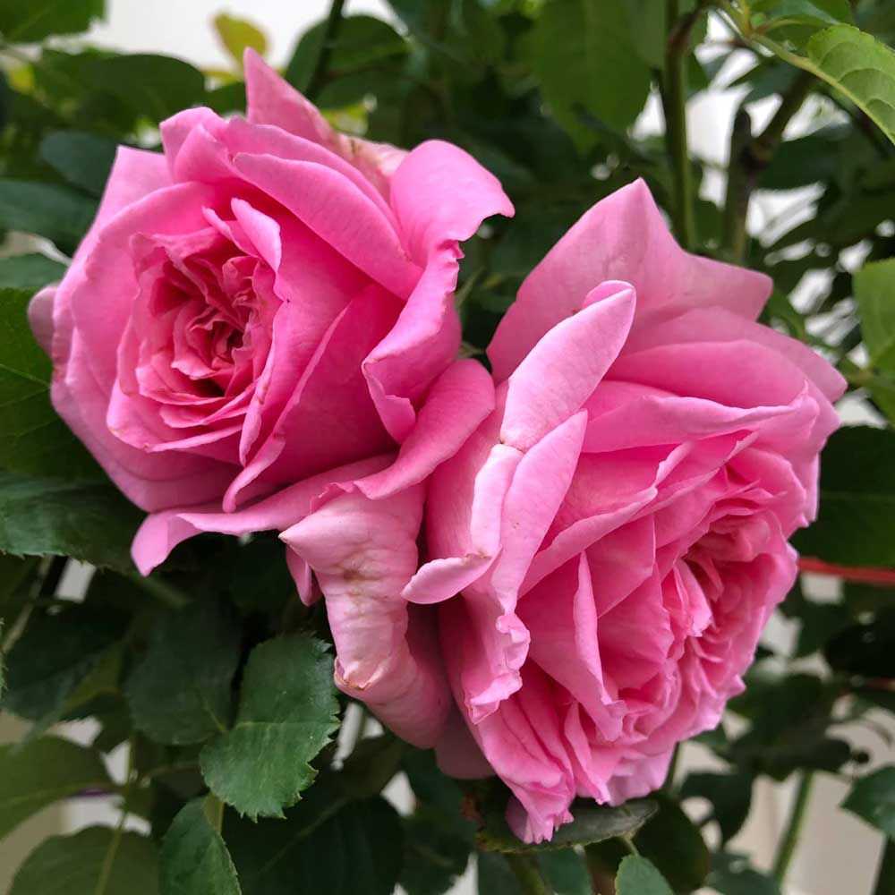 Hoa Hồng Leo Pháp Bienvenue Rose