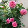 Hoa Hồng Leo Pháp Bienvenue Rose