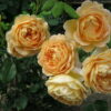 Hoa Hong Golden Celebration Rose 4