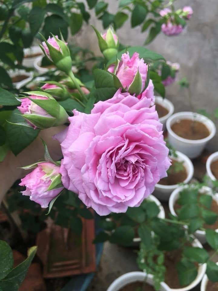 Hoa Hong Blue Sky Rose 6