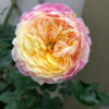 Hoa Hong Claude Monet Rose 9