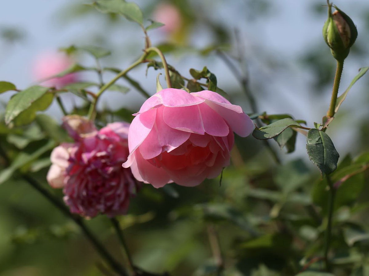Hoa hồng Bạch Đào