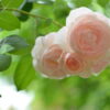 Hoa Hong Heritage Rose 3