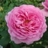 Hoa Hồng Kent Rose