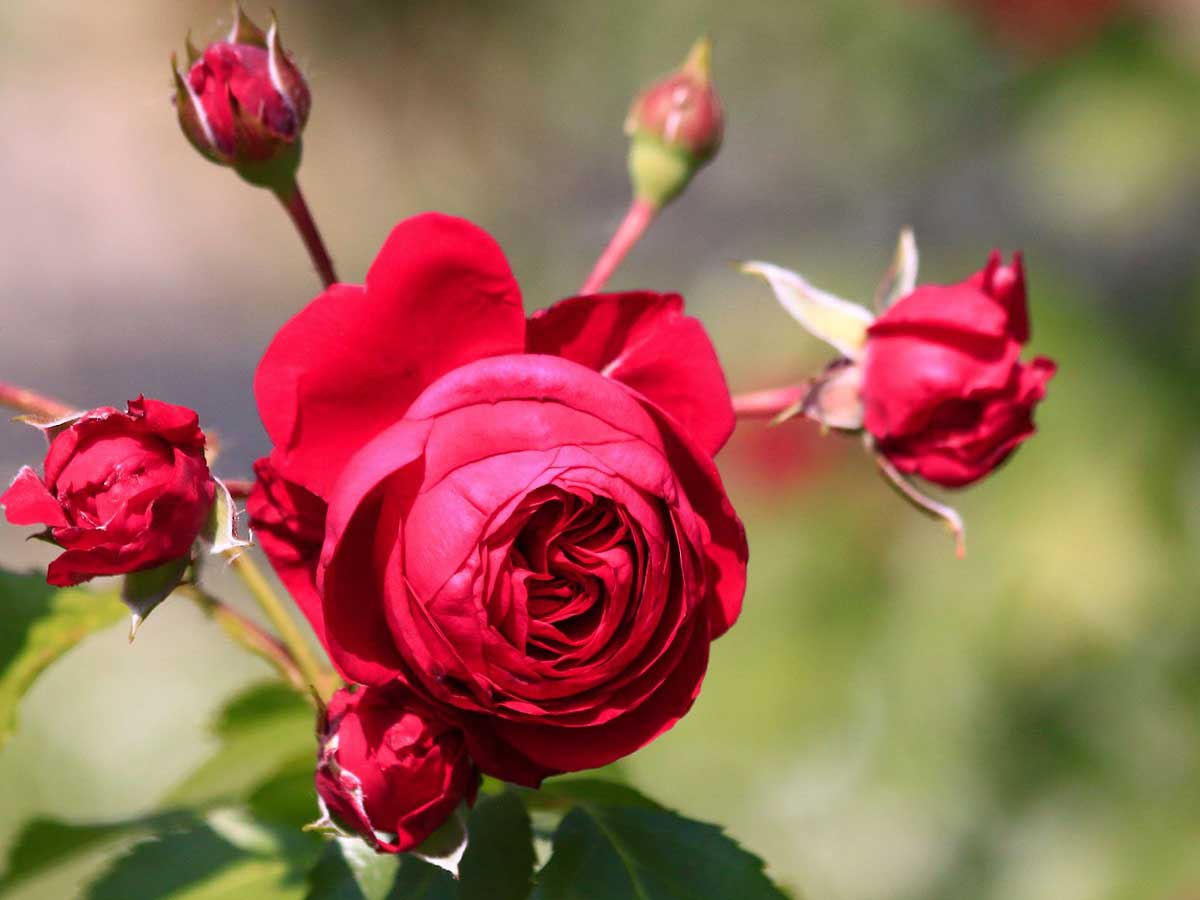 Hoa hồng Red Eden rose đỏ tươi, dạng cúp, dễ chăm sóc