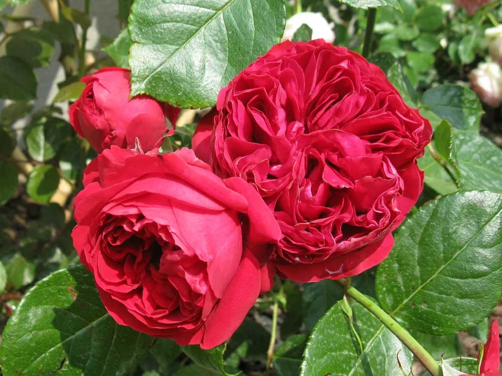 Hoa Hong Leo Red Eden Rose 5