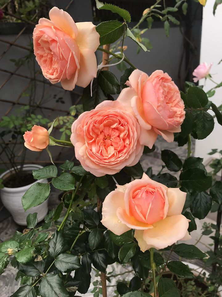 Hoa Hong Masora Rose 1