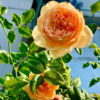 Hoa Hong Masora Rose 5