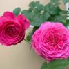 Hoa Hong Nhat For Your Home Rose 3