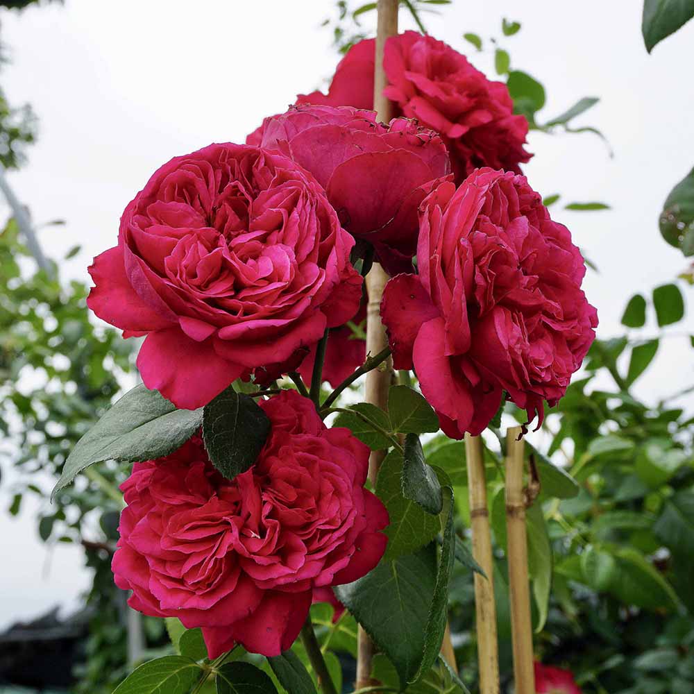 Hoa Hong Red Eden Rose 1 Cuagaogarden