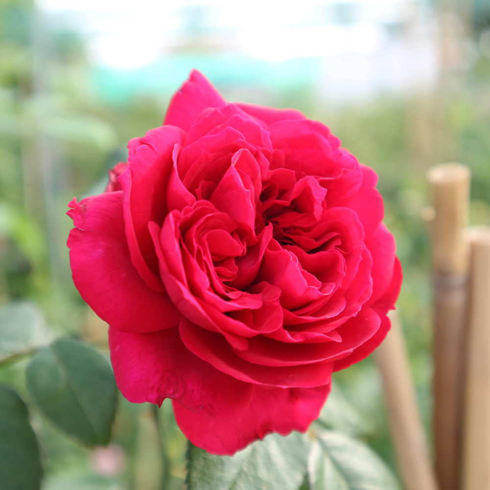 Hoa Hong Red Eden Rose 5 Cuagaogarden