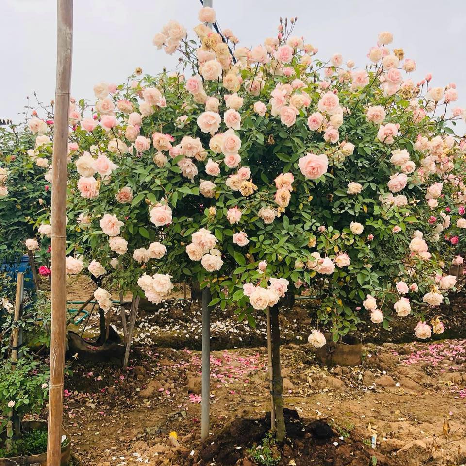 Bán cây hoa hồng thân gỗ Tree Rose giá rẻ, dáng đẹp, sai hoa