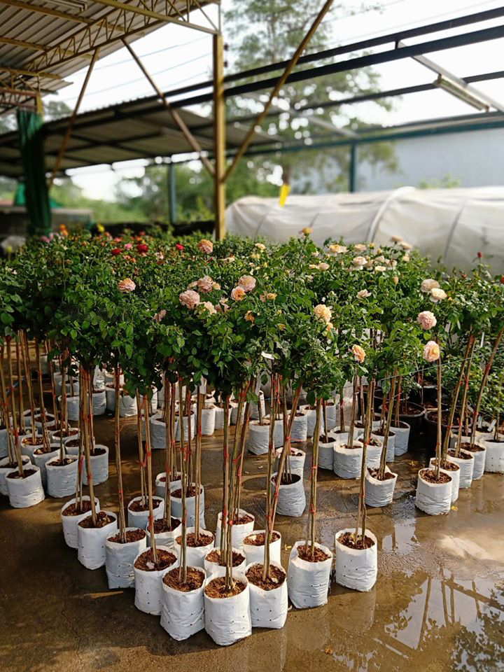 Cay Hoa Hong Tree Rose Nguyen Ban 1
