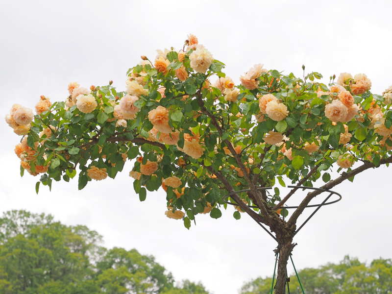 Hoa Hong Tree Rose La Gi