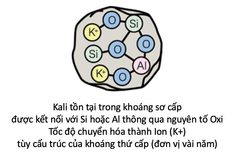 Phan Kali Bon Cho Thuc Vat 3
