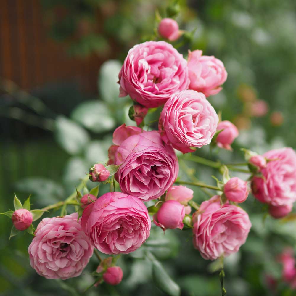 Hoa Hồng Pomponella Rose
