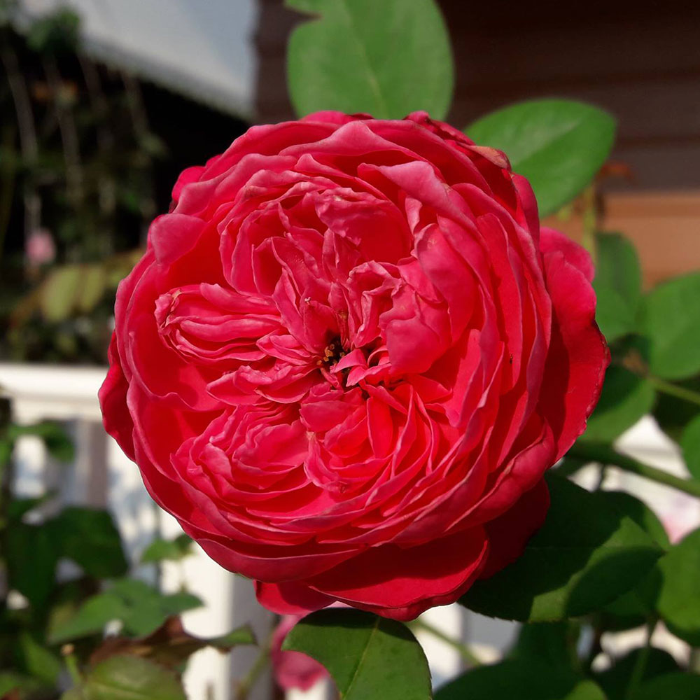 Hoa Hồng Red Piano Rose