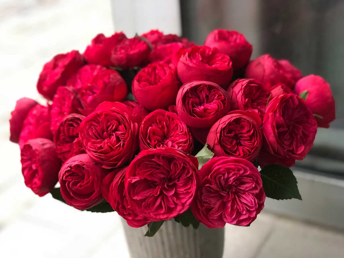 Hoa Hồng Red Piano Rose