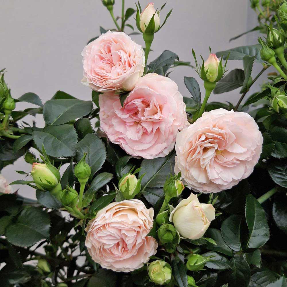 18 Hoa Hong Phap Mini Eden Rose