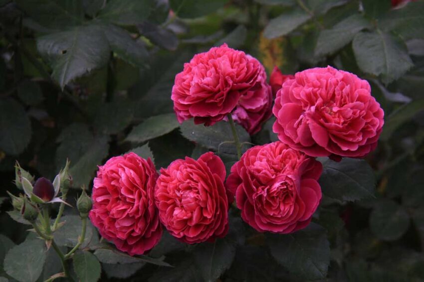 23 Hoa Hong Bicentenaire De Guillot Rose