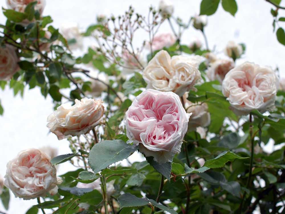 7 Hoa Hong Phap Souvenir De La Malmaison Rose 1