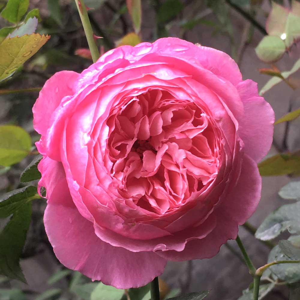 Hoa Hong Lady Heirloom Rose 1