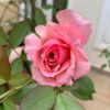 Hoa Hong Lady Heirloom Rose 10