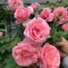 Hoa Hong Lady Heirloom Rose 11
