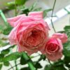Hoa Hong Lady Heirloom Rose 6