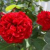 Hoa Hong Red Apple Rose 4