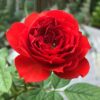 Hoa Hong Red Apple Rose 8