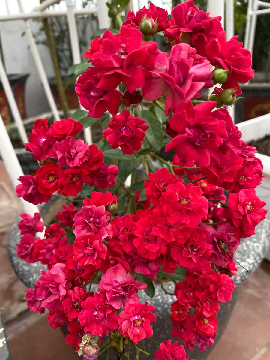 Hoa Hong Red Fairy Rose 11