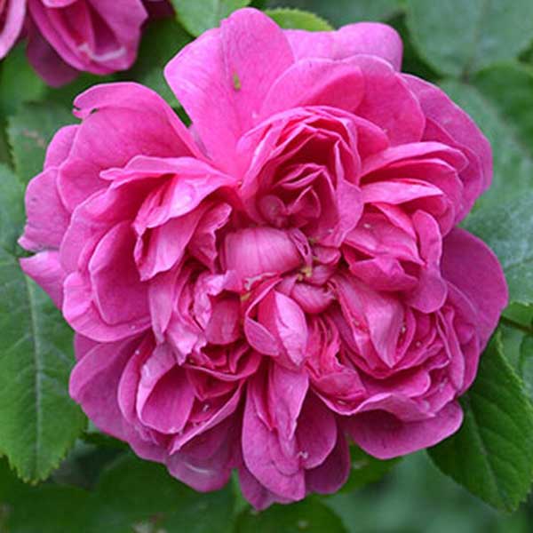 amanda patenotte rose rosa cv 10
