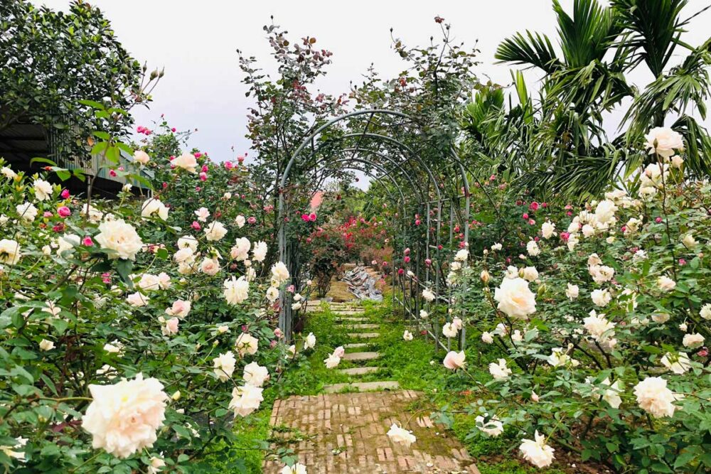 chuong i huong dan chon giong hoa hong
