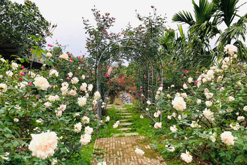 chuong i huong dan chon giong hoa hong