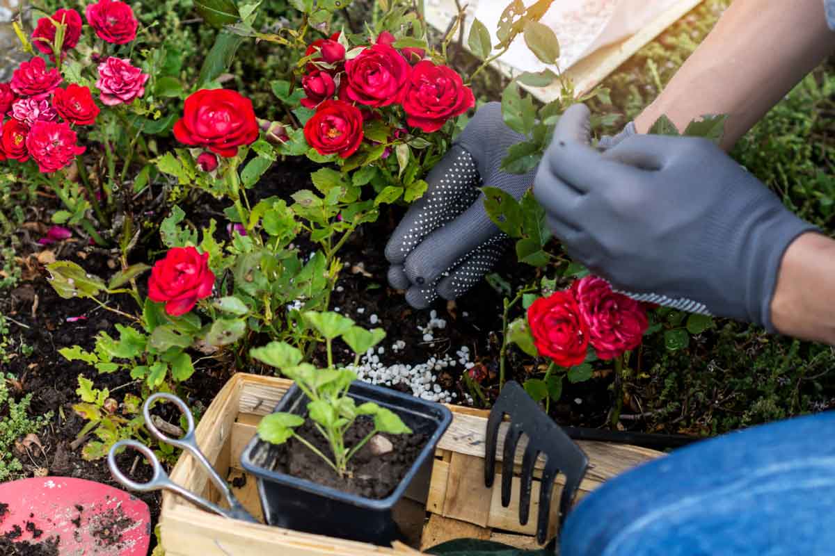 cách xử lý hoa hồng bị úng nước